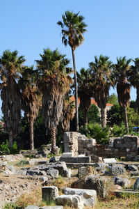 View of palm trees against clear sky