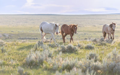 Horses in a field