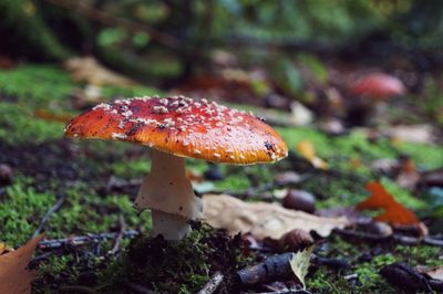 Close-up of mushroom growing on field