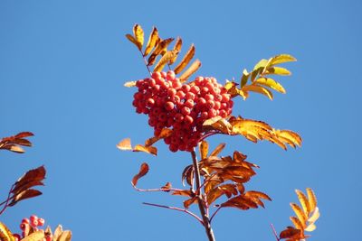 Low angle view of flowering plant against clear blue sky