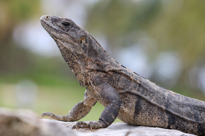 Close-up of a lizard