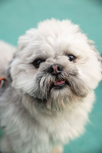 Close-up portrait of a dog