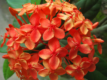 Close-up of red flowers blooming outdoors