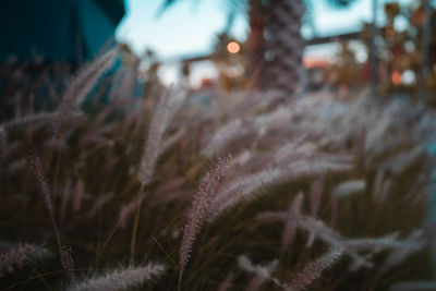 Close-up of dry plant on field