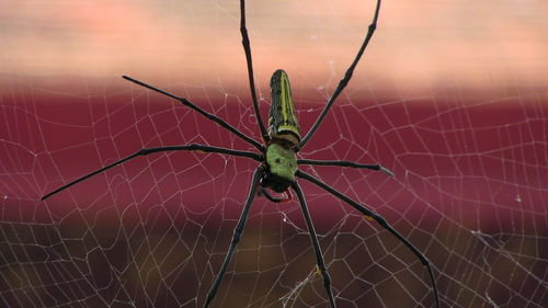 Close-up of spider on web