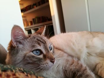 Close-up portrait of a cat at home