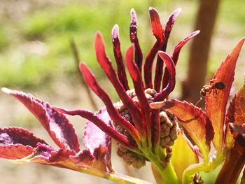 Close-up of flower against blurred background