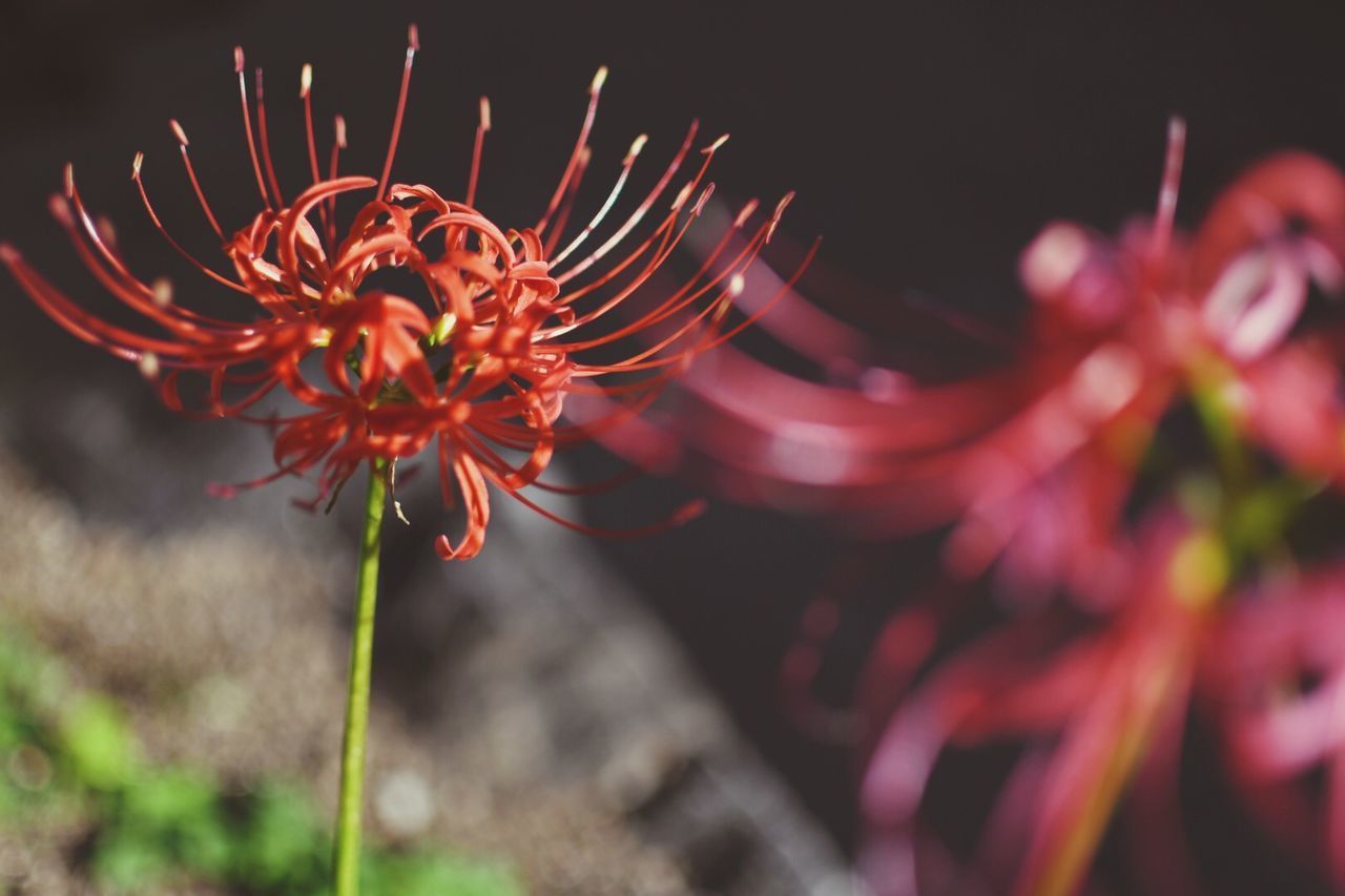 CLOSE-UP OF RED ROSE