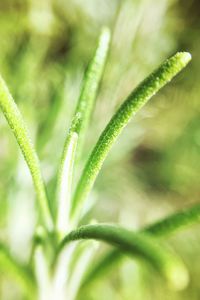 Close-up of leaves