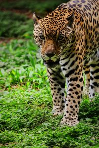 Portrait of a leopard on grassland