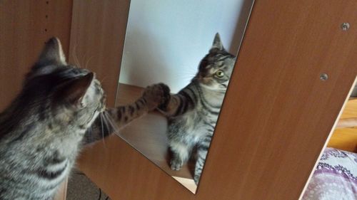 Cat looking away