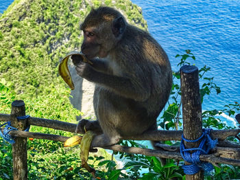 Monkey sitting on wood against trees and eat banana