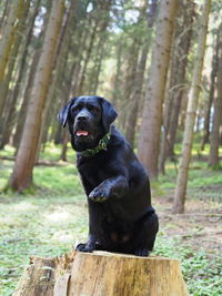 Black dog in a forest