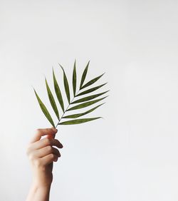 Close-up of hand holding plant against white background