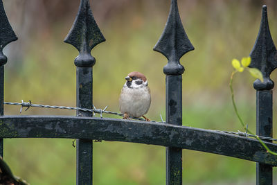 Sparrow perching on railing