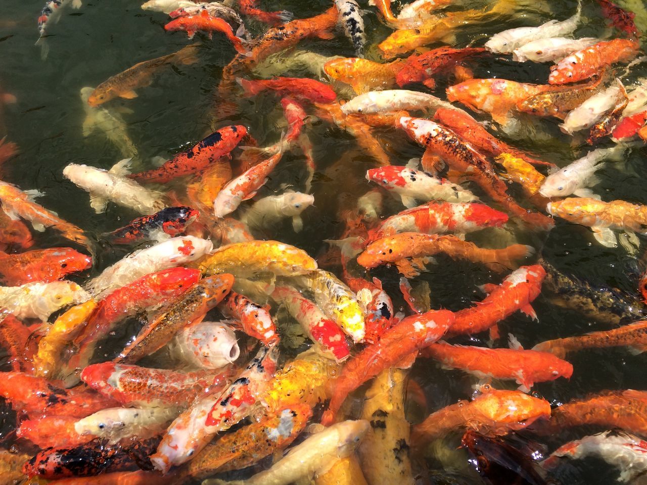 fish, water, sea life, animal themes, orange color, school of fish, seafood, animals in the wild, close-up, koi carp, high angle view, wildlife, underwater, coral, swimming, full frame, nature, no people, medium group of animals