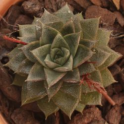 High angle view of leaves on plant