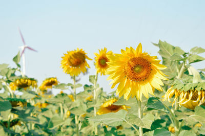 Close-up of sunflower on field against sky