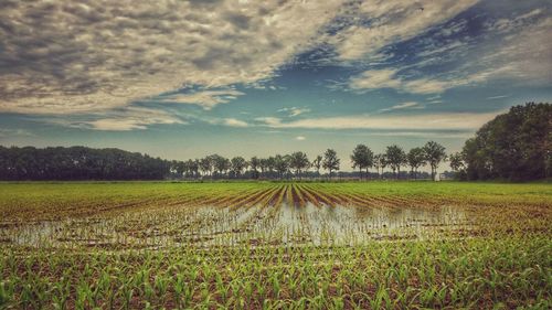 Scenic view of field against cloudy sky