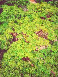 High angle view of leaves on field