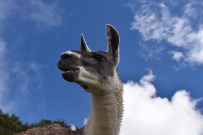 Low angle view of horse against sky