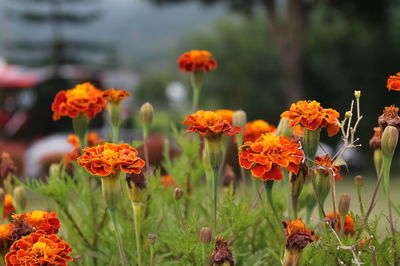 Orange paper flowers in semarang park, beautiful little things hanging from our point of view.