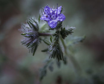 Close-up of purple flowering plant