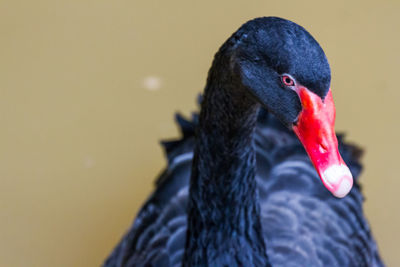 Close-up of black swan