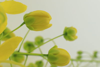 Close-up of yellow flowering plant