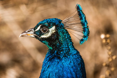 Close-up of peacock