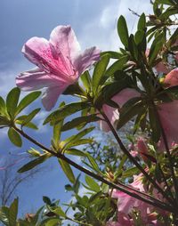 Low angle view of pink flowers