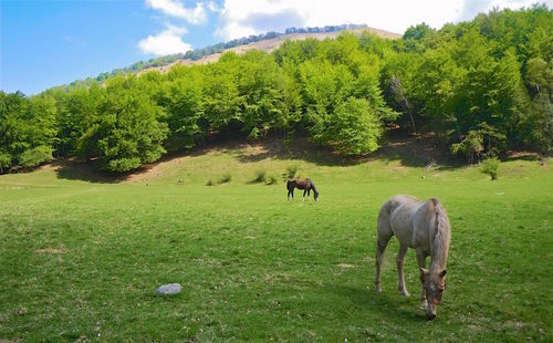 Horses grazing in a field
