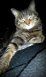Close-up of cat