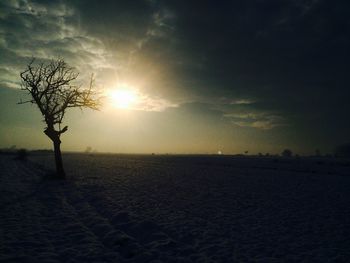 Sun shining through trees