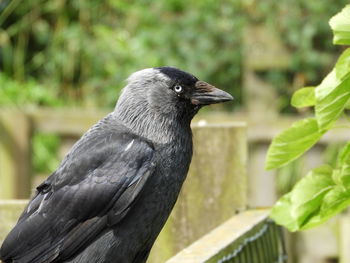 Close-up of a bird