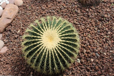 High angle view of succulent plant on field