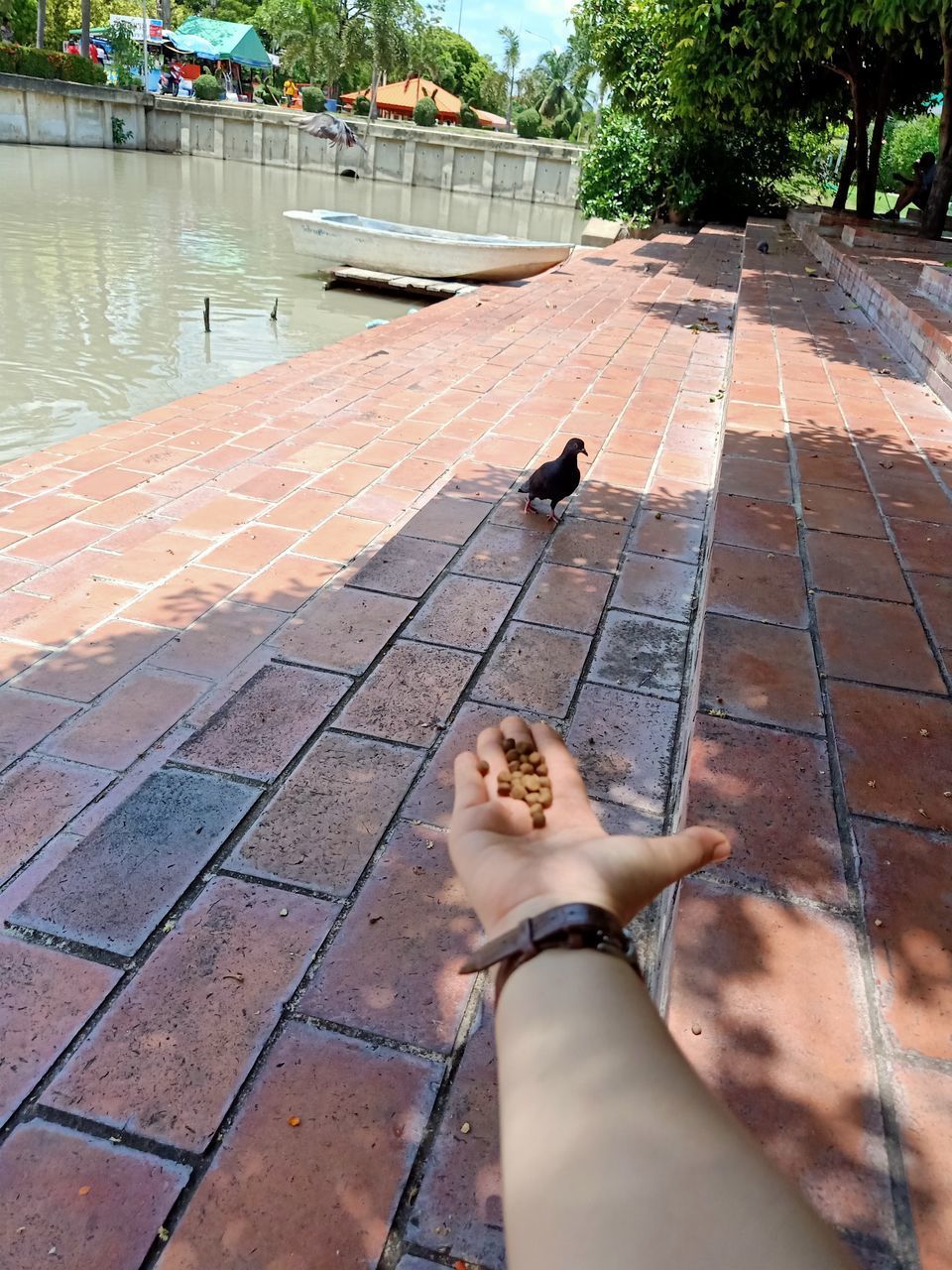 LOW SECTION OF PERSON WITH BIRDS ON THE SWIMMING POOL