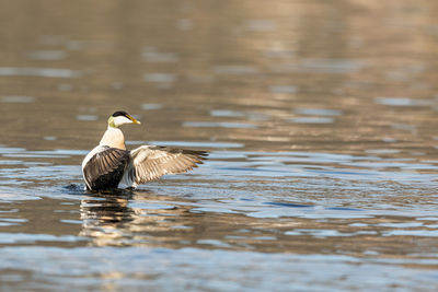 Duck in lake