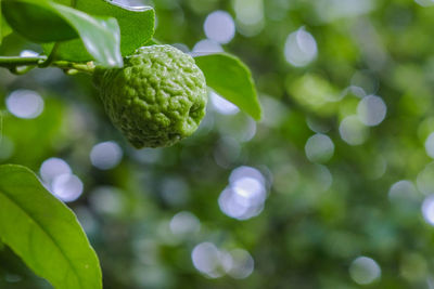 Close-up of berries growing on tree