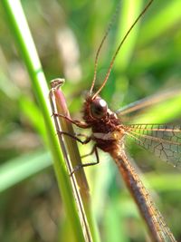 Close-up of dragonfly on plant