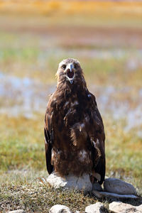 Close-up of a bird looking away