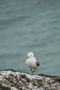 Seagull perching on rock by sea