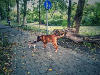 Dog standing on footpath in park