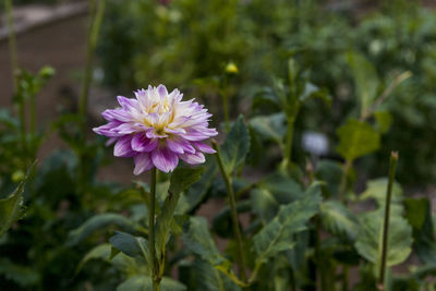 Close-up of pink flowering plant