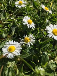 Close-up of white flowers blooming outdoors