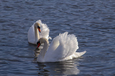 Swan swimming in lake