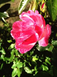 Close-up of pink rose