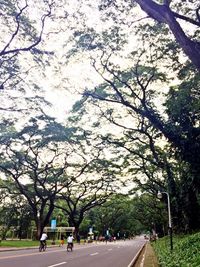 Road passing through trees