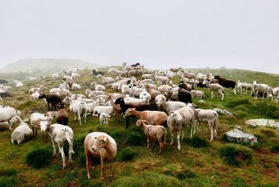 Herd of goat on field against sky