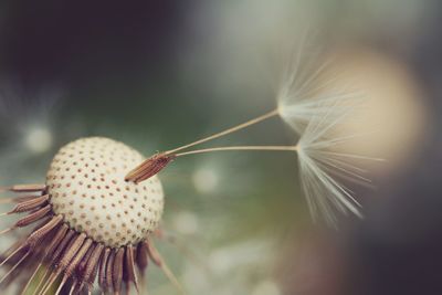 Close-up of dandelion on plant